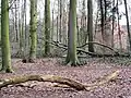 Naturbelassener Laubwald im Naturschutzgebiet mit Gebäuden der Burg Dinklage im Hintergrund