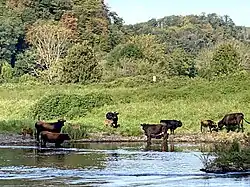 Heckrinder mit Kälbern an der Ruhrschleife
