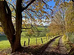 Weg mit alten Bäumen ins NSG bei Wiggers