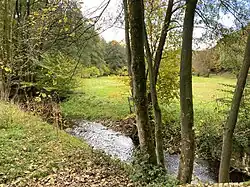 Hasper Bach am Rand eine Feuchtwiese