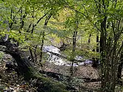 Totholz erfüllt wichtige Funktionen im NSG