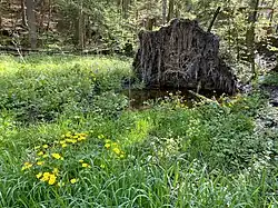 Umgestürzter Baum schafft ein Feuchtbiotop im NSG Eschbachtal