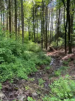 Farrenbracker Bach – Auwald