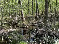 Sumpfwald Im Fronnenbroich