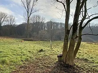 Große Feuchtwiese betreut vom NABU