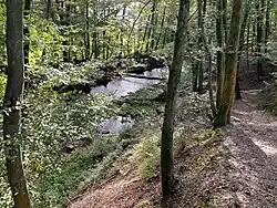 NSG Dhünnaue nördl. Altenberg