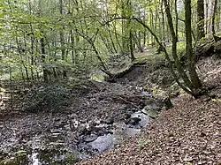 Linnefe fließt entlang eines Steilhanges am Rand einer Auwaldes