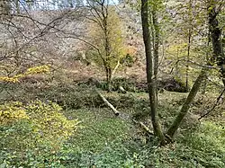 Aufgelassener Teich, dahinter Unterlauf des Roder Baches am Hang eines Kahlschlages