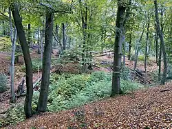 Bachtal der Schuler Delle – linkes Seitengewässer des Roderbaches