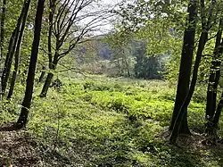 Feuchtbrache im Weltersbachtal