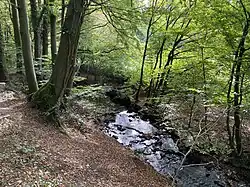 Weltersbach begleitet durch Buchenstarkholz