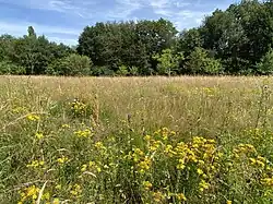 Blütenreich: südl. Teilfläche