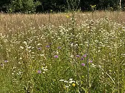 Wildblumenwiese mit Wiesen-Flockenblumen, Johanniskraut, Einjähriges Berufkraut, Hornklee u. v. m.