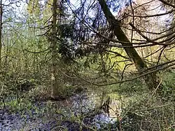 Feuchtgebiet nördl. Dürscheid