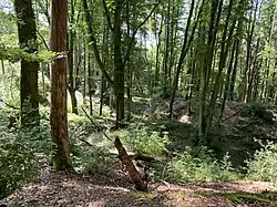 Buchenwald mit Totholz – ehemaliger Steinbruch