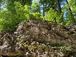 Braunstieliger Streifenfarn in Kalkfelsspalte