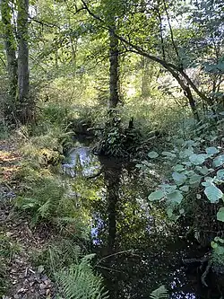 Wipper unterhalb des Stauteiches Holzwipper