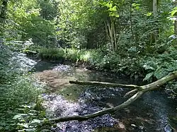 Wipper im Erlenauwald