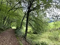 Niederburghofer Bachtal