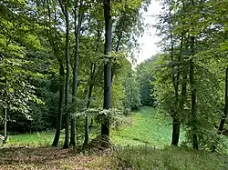 Lichtung mit Zusammenfluss von Pferdswieser Delle und Vogelsholler Bach