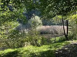 Naturnaher Angelteich bei Sprinnerwiese