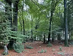 Buchenwald mit Starkholz