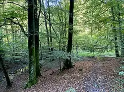 Buchenwald am Brebach