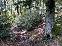 Buchenwald mit Stechpalme östl. der Hofschaft Brebach