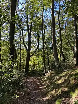 Buchenwald östl. der Hofschaft Brebach