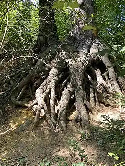 Buchen-Wurzelwerk NSG Gallberg