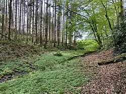 Buschfelder Siefen nahe der Quelle