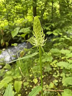 Die Ährige Teufelskralle ist am Unterlauf häufig zu sehen.