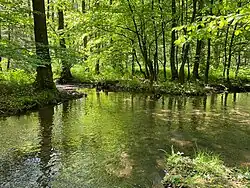 Zone geringer Fließgeschwindigkeit im Auwald