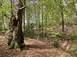 Alte Buche am Kerbtal des Thielenölmühlenbaches