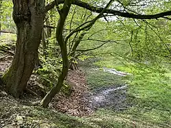Feuchtbiotop in der Talmulde des Thielenölmühlenbaches