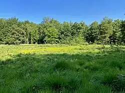 Schon von weitem erkennbar - große Bestände der gelben Moorlilie