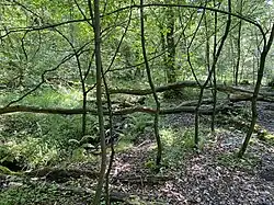 Erlenbruchwald am Hoxbach