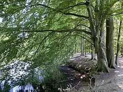Große Rotbuchen am Stadtwaldteich