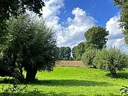 Landschaftsmosaik aus Acker und Wiese mit Kopfweiden, umsäumt mit Pappeln