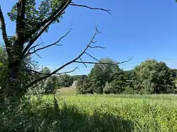 Feuchtwiese mit Schilf