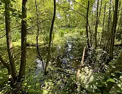 Sumpfwald am Mühlenbach / Straße Isseldyk