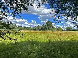 Feuchtbrache am Kringsgraben bei Bergfeld