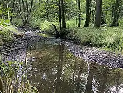 Kierspe im Auwald nordöstlich Berkermühle