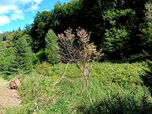 Bachauen des Klafterbachs