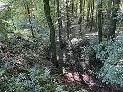 Quellgebiet des Kollenbaches