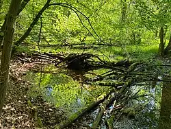Auwald im nordwestl. Teil des NSG Krabbenheider Bach