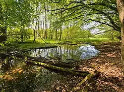 NSG Krabbenheider Bach in Gevelsberg nordwestl. Teil