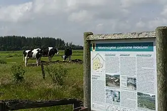 Infotafel, im Hintergrund Rinderweide