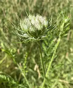 Wilde Möhre liebt die höheren, trockenen Bereiche des NSG
