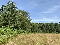 Hecken (links) und feuchter Erlenwald (Hintergrund) umrahmen große, extensiv genutzte Wiese
